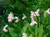 Ladyslippers